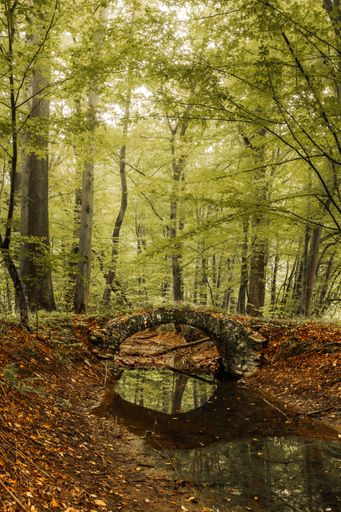 A vertical shot of a stone arched bridge in the rainforest