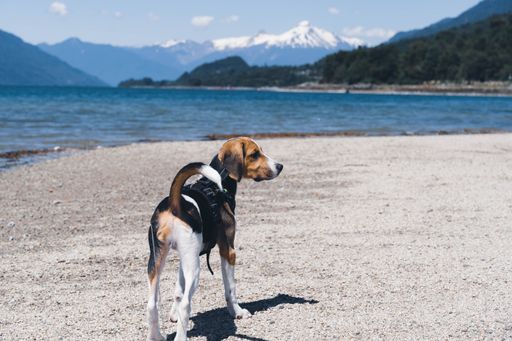 A back view of beagle dog in harness looking right standing on the lakeshore