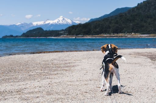 A back view of beagle dog in harness ad leash standing on the lakeshore