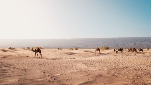 A beautiful view of camels on the desert captured at day light in Morocco