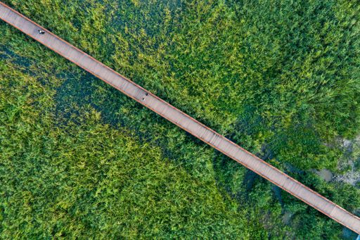 An aerial top view of long narrow wooden bridge over tropical dense forest with people walking on it