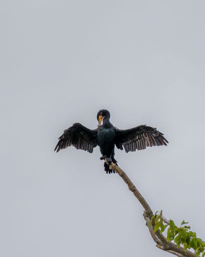 A majestic great cormorant with gorgeous spread wings in wilderness on branch