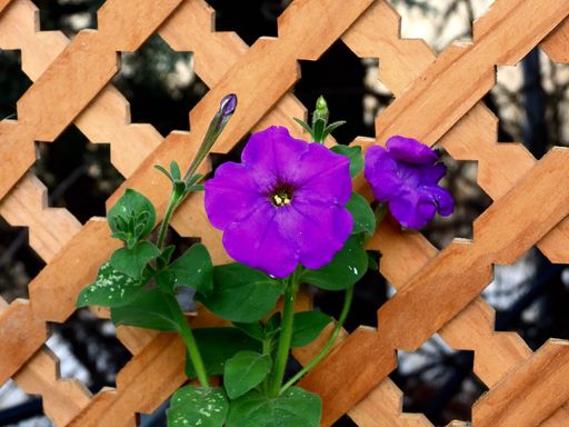 three branches with and old flower, with another open flower and another before opening, with holed wood bakground.