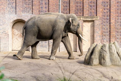 A closeup of a cute elephant walking at the zoo