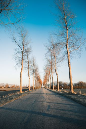 A vertical shot of a road surrounded by trees under the blue sky captured in Netherlands