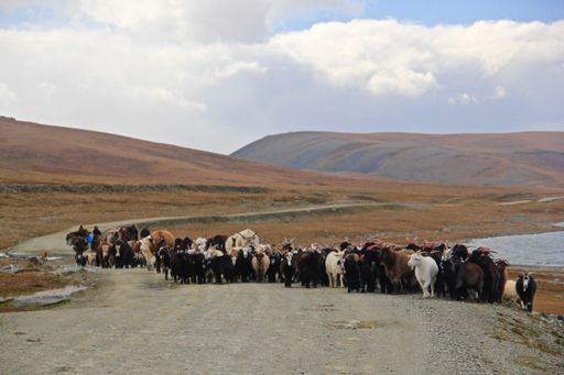 Mongolian Kazakh Nomads life style and their migration summer camping spot to autumn camping spot. Also herding the animals