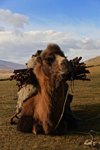 Mongolian Kazakh Nomads life style and their migration summer camping spot to autumn camping spot. Also herding the animals