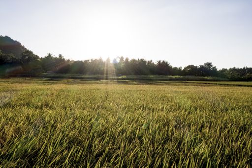 A beautiful shot of a grassy field with trees in the distance with the sun shining in the background