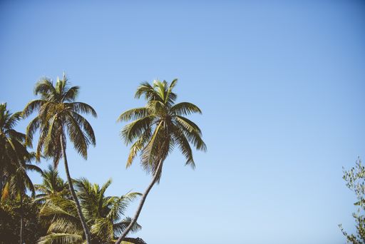 A beautiful shot of palm trees with a clear blue sky in the background
