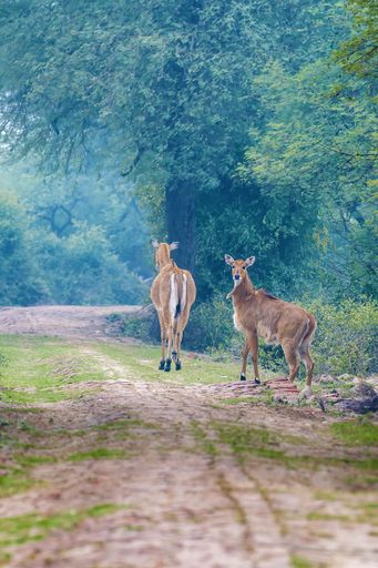 A vertical shot of two deers walking on the trail in the forest with green trees around