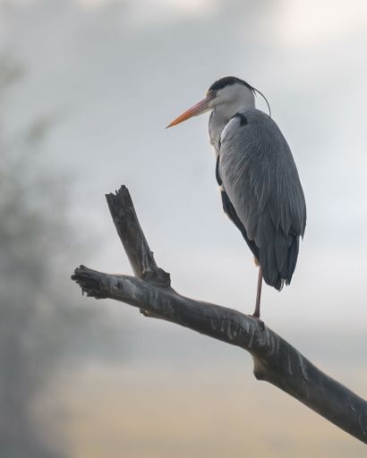 A vertical shot of a grey heron bird perched on a tree branch  against a blurred background