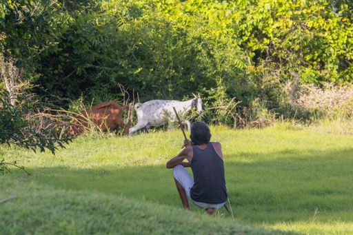 A Shepherd with his flock in the countryside from Cuba