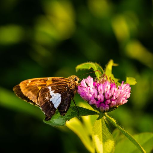 A vertical closeup of the silver-spotted skipper on a red clover. Epargyreus clarus.