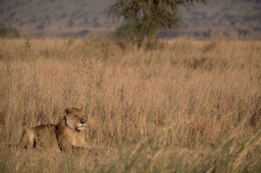 A female lion laying in dry grass in the Serengeti National Park in Tanzania