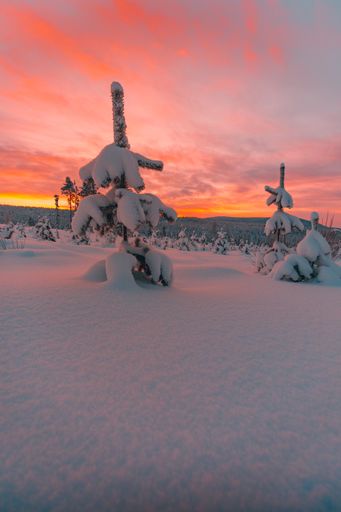 A vertical shot of the trees and the field covered in snow under the amazing colorful sky in Norway