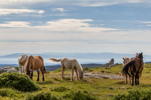 A scenic shot of horses grazing on grass on top of a mountain