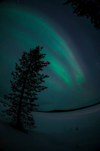 A vertical low angle shot of a tree on a snow covered field under the aurora in the sky in Norway