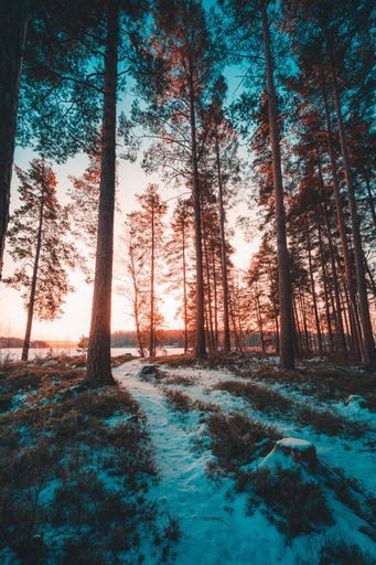 A vertical shot of the tall trees on a snow covered hill captured in Sweden