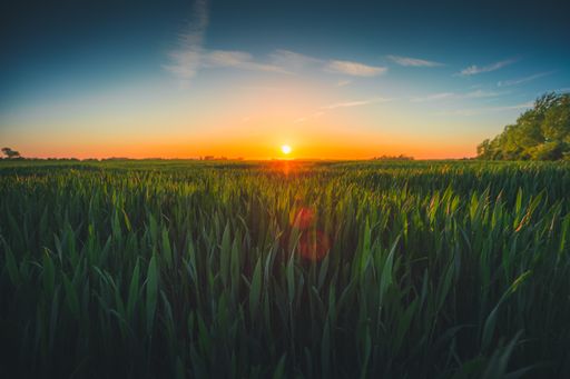 A closeup shot of the grasses under the sunset captured in Zeeland, Netherlands