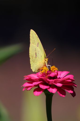 A macro shot of a yellow Cloudless sulphur butterfly, on a pink Common zinnia in the garden