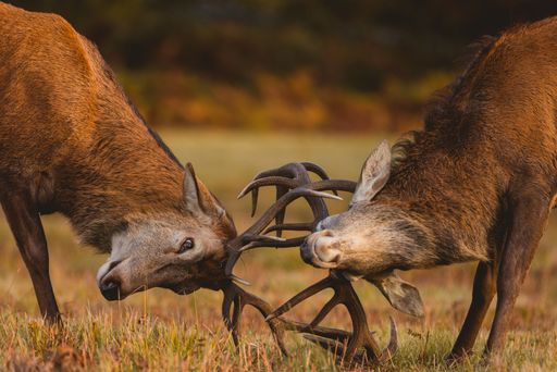 The majestic red stags with large antlers fight and lock antlers during the deer rut