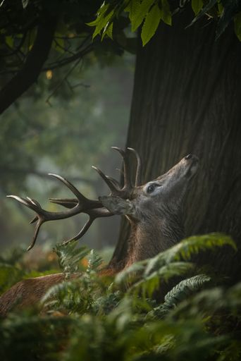 A vertical shot of the majestic red stag with large antlers standing amongst green leaves