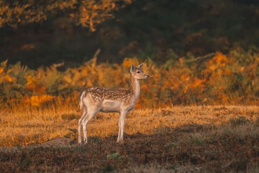 A Fallow deer doe with white spots in a field during golden hour