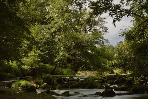A long exposure shot of a river in the middle of a dense forest with rocks under a cloudy sky