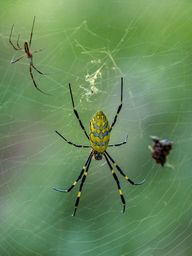 A vertical shot of huge yellow and black spiders on cobwebs with a blurred green background in the wilderness