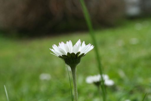 A closeup shot of a blooming wild white daisy on a grassy field