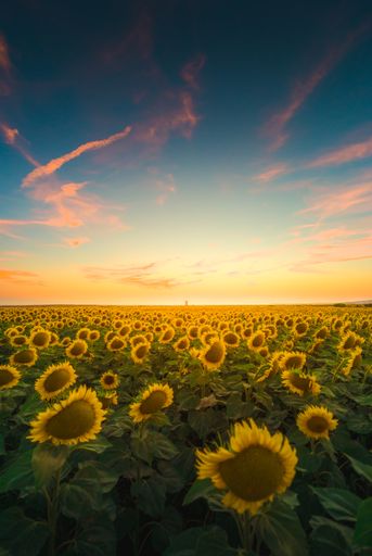 A vertical view of the sunflowers under the colorful sky captured in Andalucia, Spain