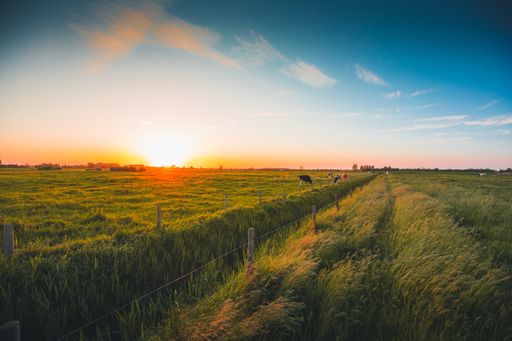 A beautiful view of the green fields under the blue sky captured in Zeeland, Netherlands