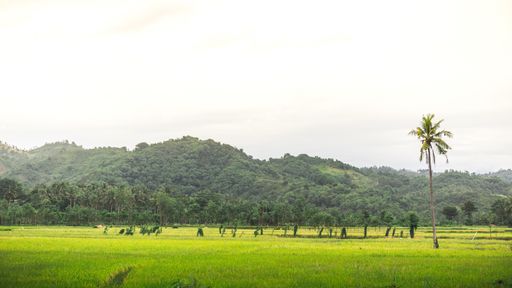 A beautiful view of a palm tree on a field covered with grass captured in Lombok, Indonesia