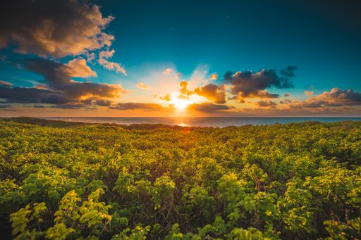 A beautiful view of the sunset above the ocean and a green forest captured in Domburg, Netherlands