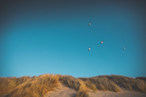 A low angle shot of the grass covered beach and birds flying in the sky in Oostkapelle, Netherlands