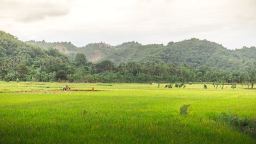 A beautiful shot of the hills covered with trees captured in Lombok, Indonesia