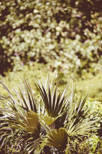 A vertical closeup shot of a saw palmetto type plant with a blurred background