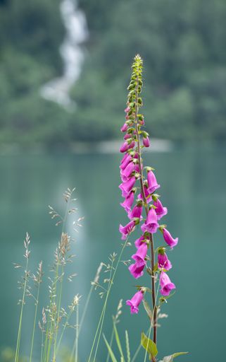 Wonderful landscapes in Norway. Blooming colorful lupine flowers in Norway in the wild grass. Blur background. Summer cloudy day. Selective focus