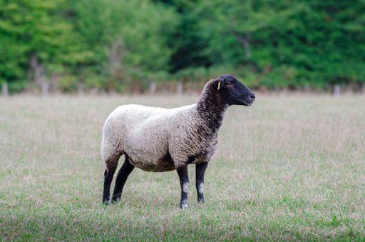 A sheep with a black head standing in a field.