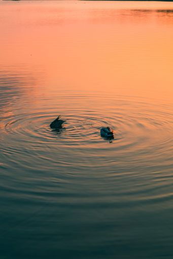 A vertical closeup shot of two ducks swimming in the lake during an orange sunset