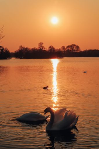 A vertical closeup shot of swans swimming in the lake during an orange sunset
