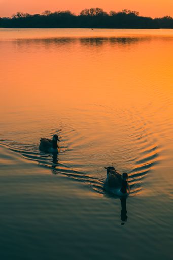 A vertical closeup shot of ducks swimming in the lake during an orange sunset