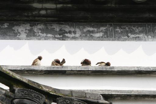 A low angle shot of a row of birds perched on a stone roof in Hangzhou, China