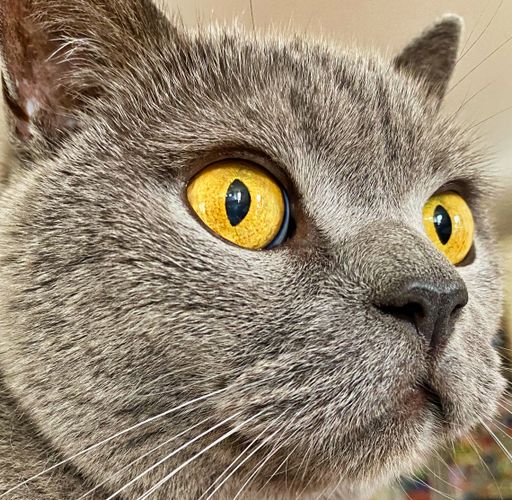 A closeup shot of the head of a British shorthair cat with big yellow eyes