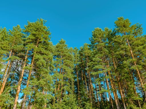 A low-angle shot of tall pine trees in a forest against the blue sky