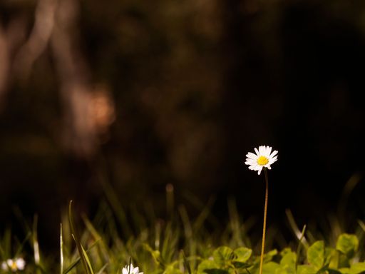 A chamomile in the dark