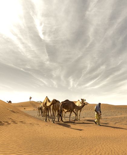 A vertical shot of camels walking in the desert with their owner under the gray cloudy sky