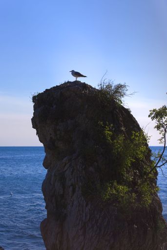 A vertical shot of a seagull perched on a clifftop on the coast of Trieste, Italy