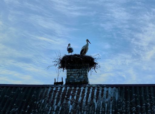 Two storks perched on a nest on the roof of a house against a blue sky