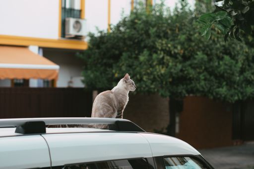 A selective focus shot of a light grey cat on the car roof